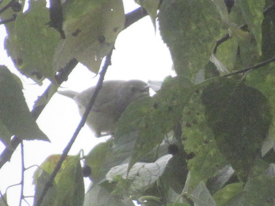 Orange-crowned Warbler (Gray-headed) - ML644000425