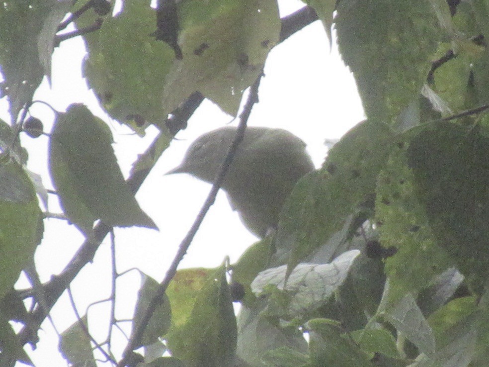 Orange-crowned Warbler (Gray-headed) - ML644000427