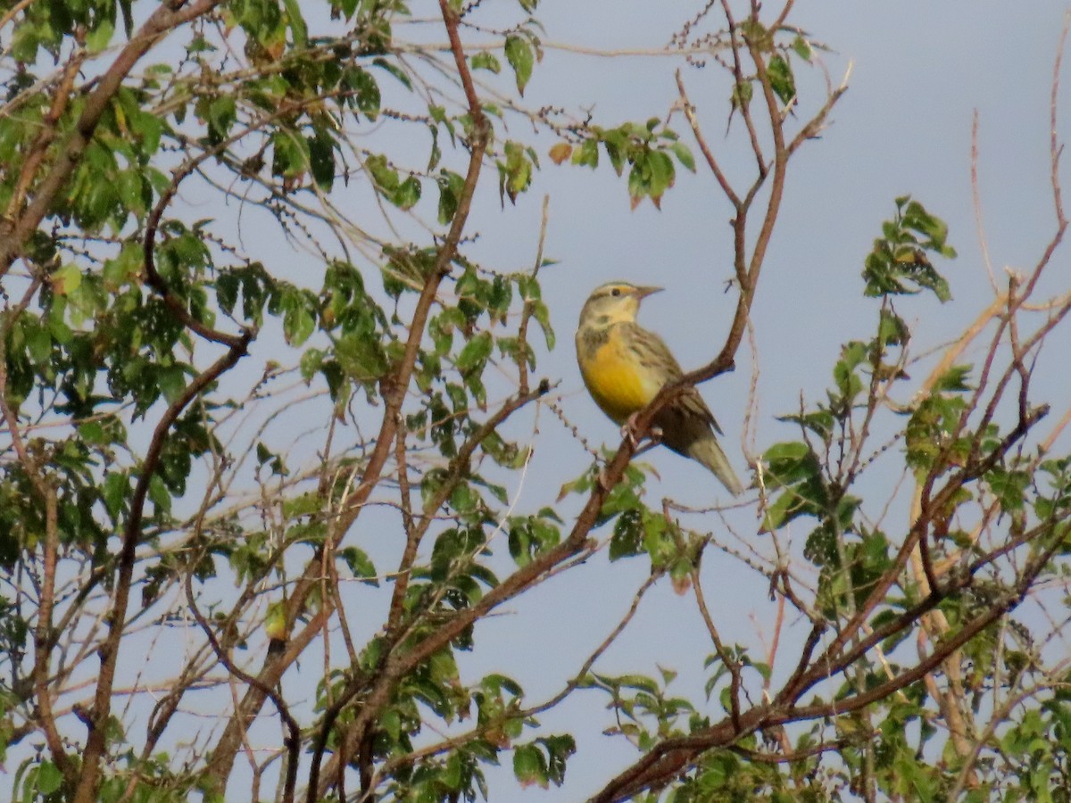 Western Meadowlark - ML644000428