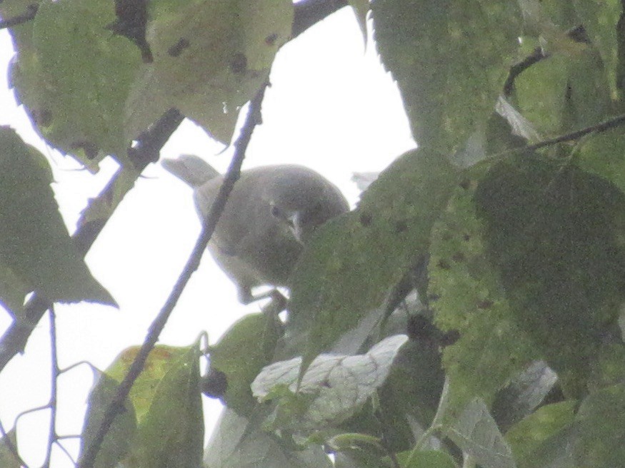 Orange-crowned Warbler (Gray-headed) - ML644000430