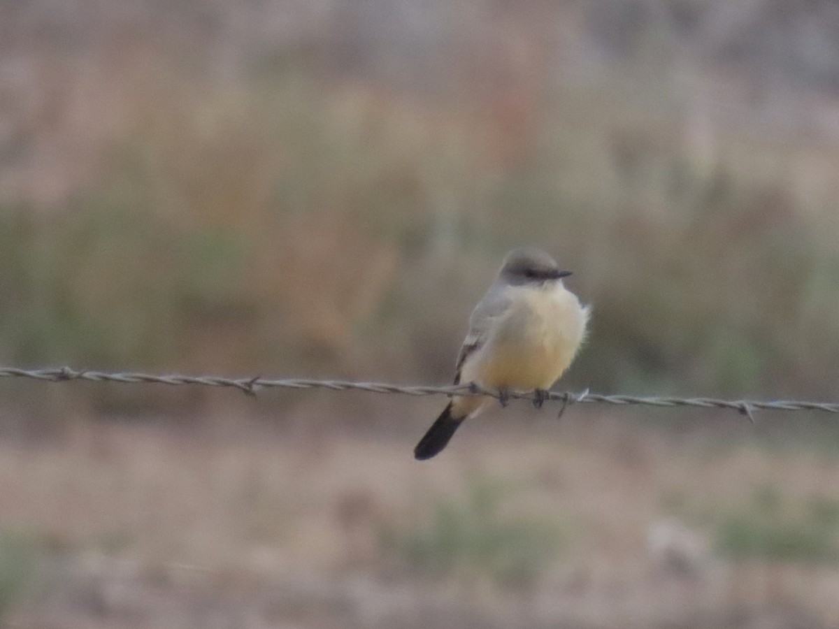 Say's Phoebe - ML644000432