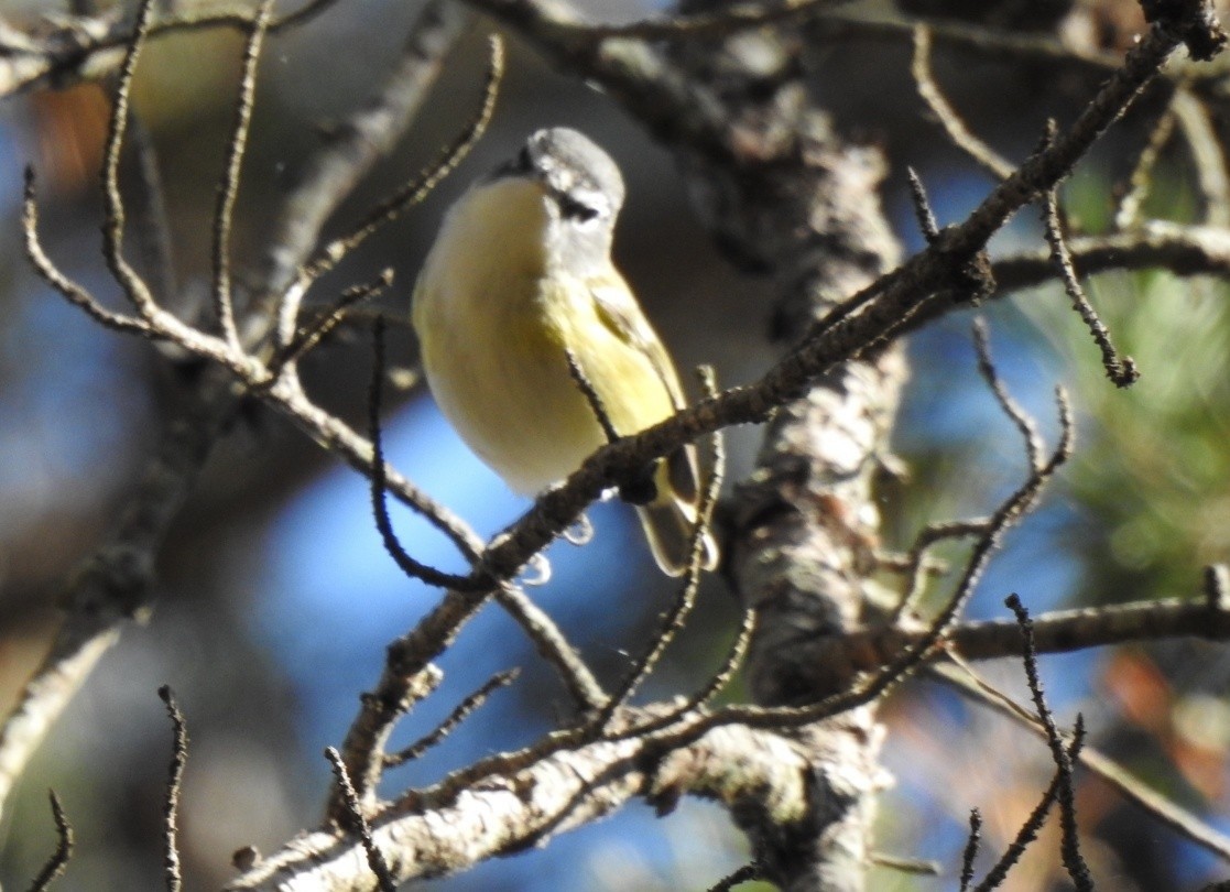 Graukopfvireo - ML644000444