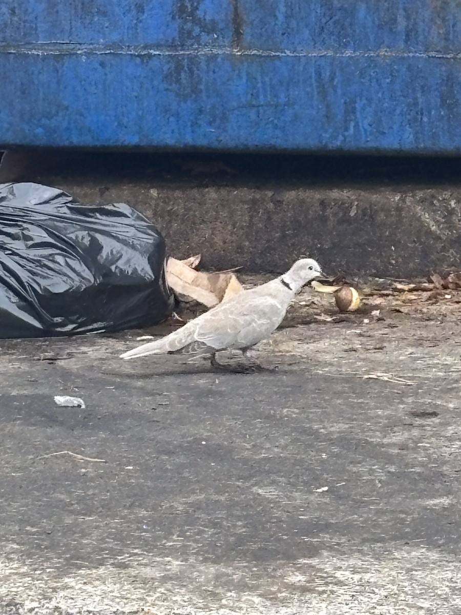 Eurasian Collared-Dove - ML644000447