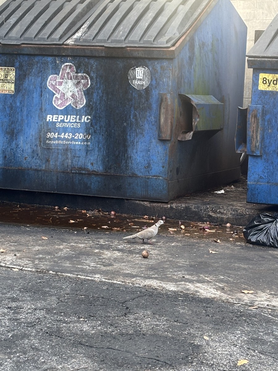 Eurasian Collared-Dove - ML644000448