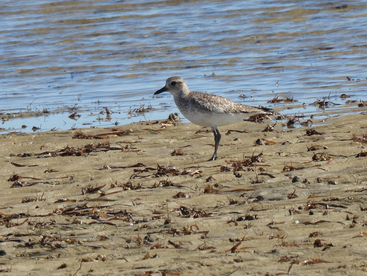 Black-bellied Plover - ML644000468