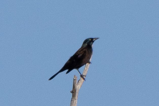 Common Grackle - ML644000469