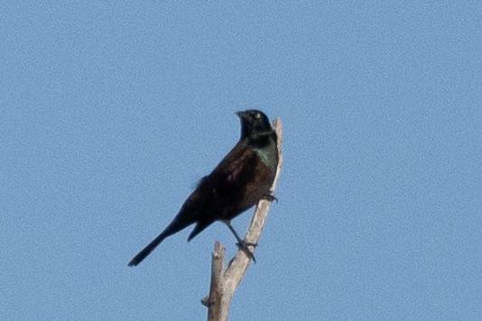 Common Grackle - ML644000470