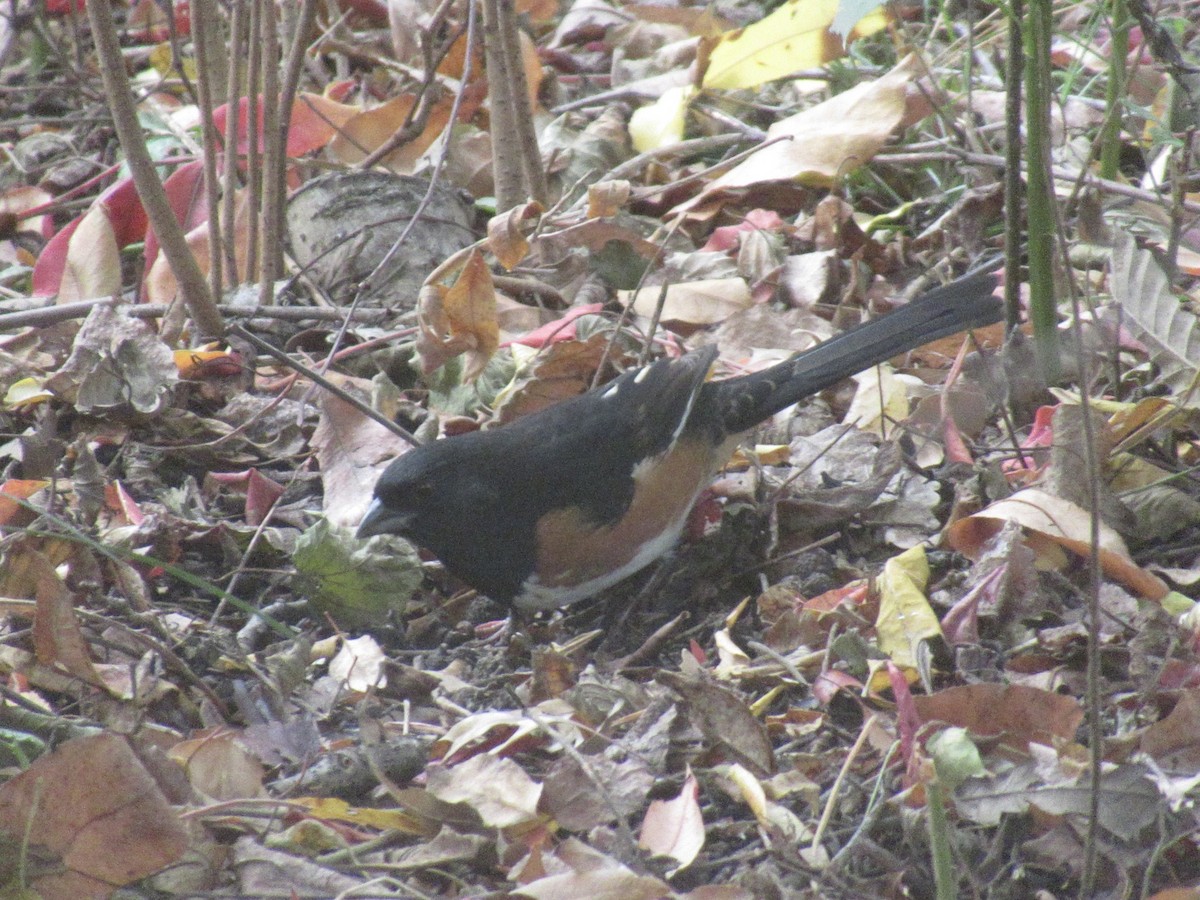 Eastern Towhee - ML644000475
