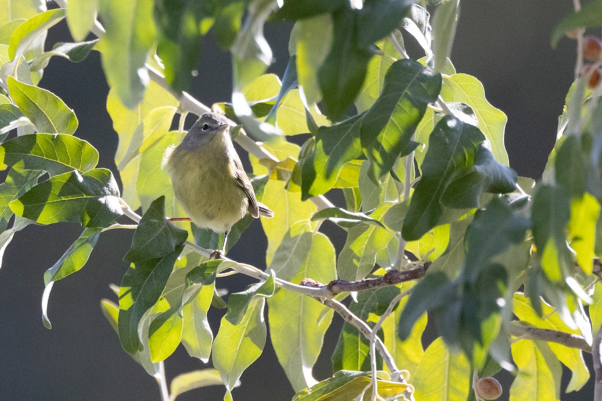 Orange-crowned Warbler - ML644000478