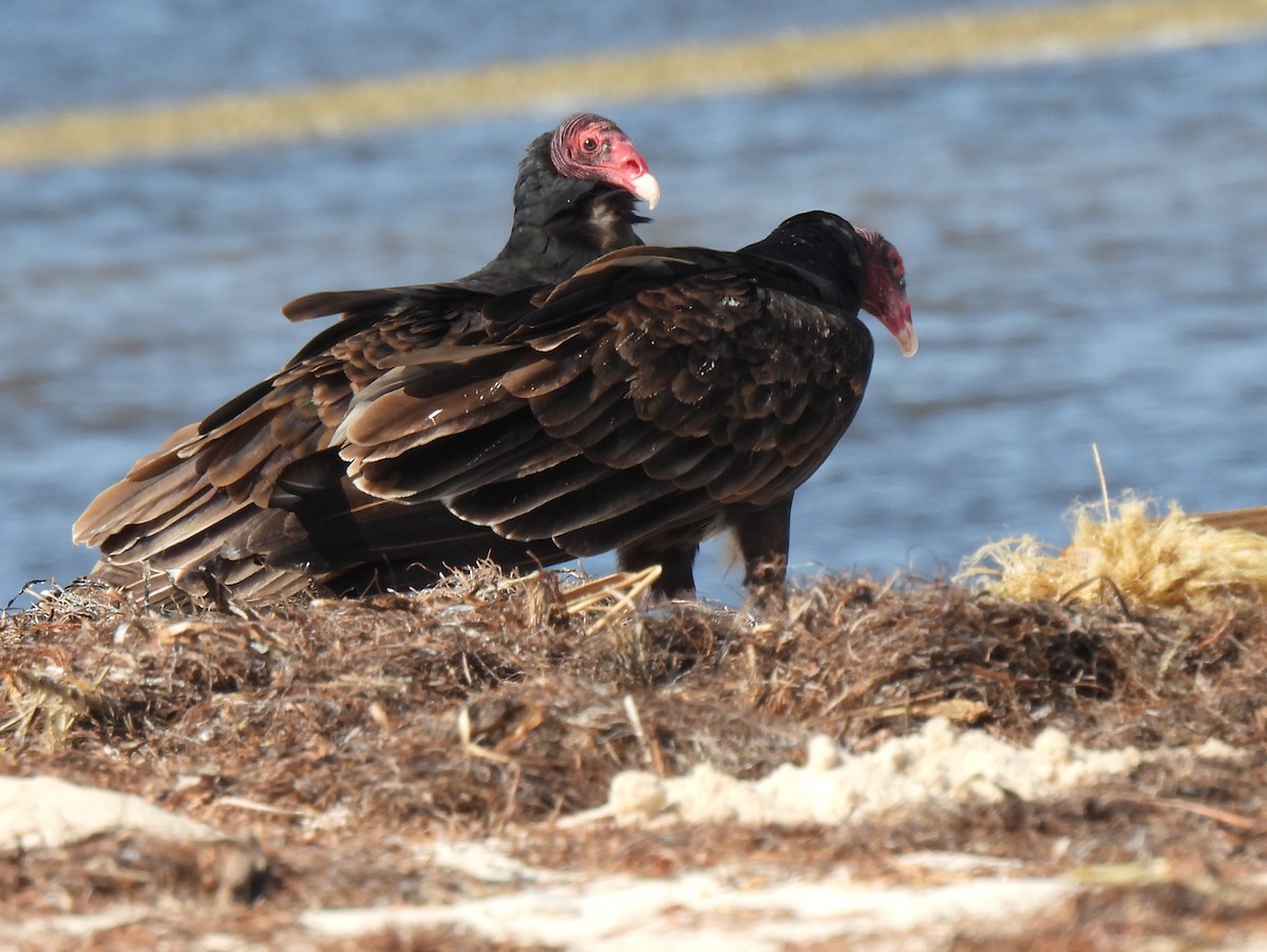 Turkey Vulture - ML644000481