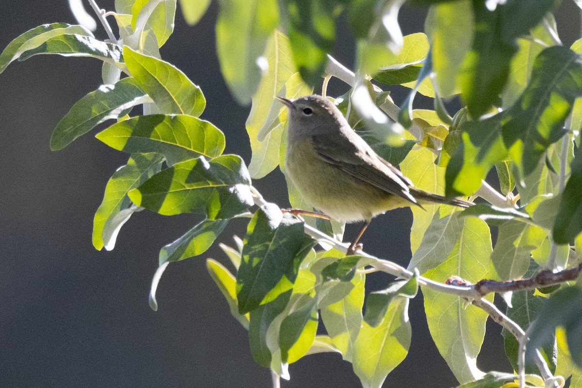 Orange-crowned Warbler - ML644000488