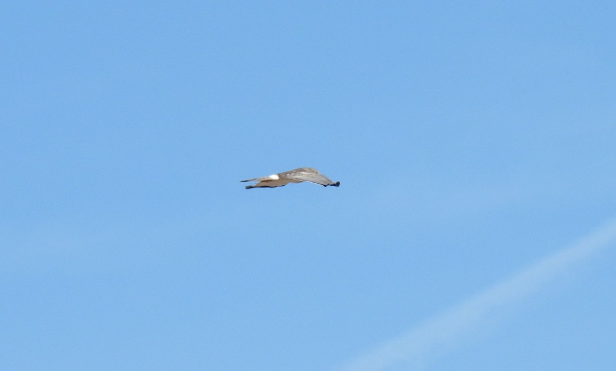 Northern Harrier - ML644000491