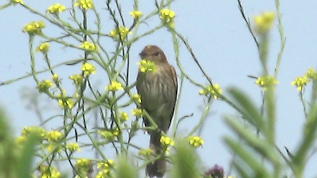 Bran-colored Flycatcher - ML644000499