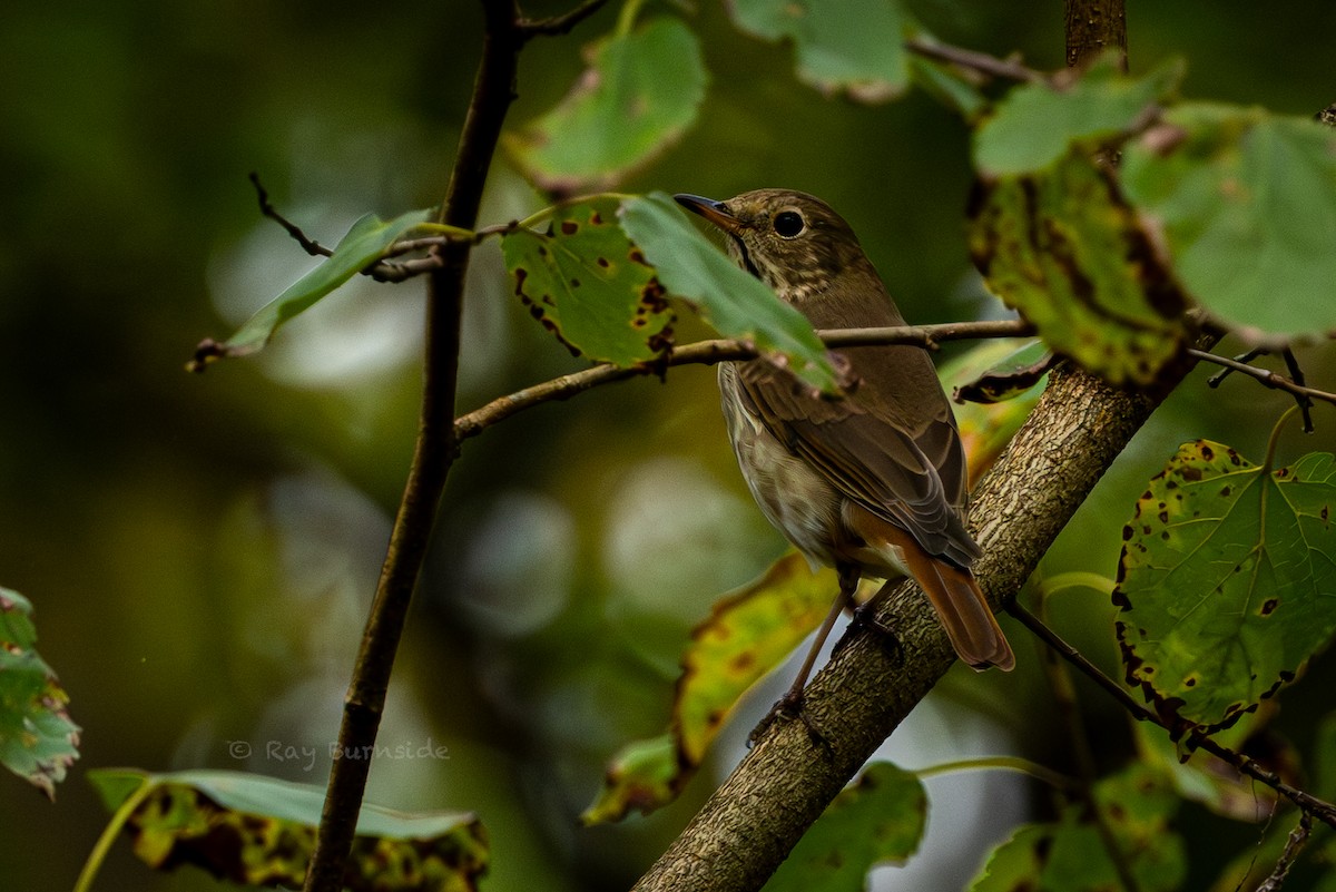 Hermit Thrush - ML644000500