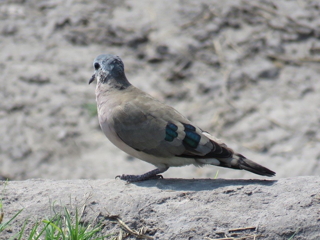 Emerald-spotted Wood-Dove - ML644000503