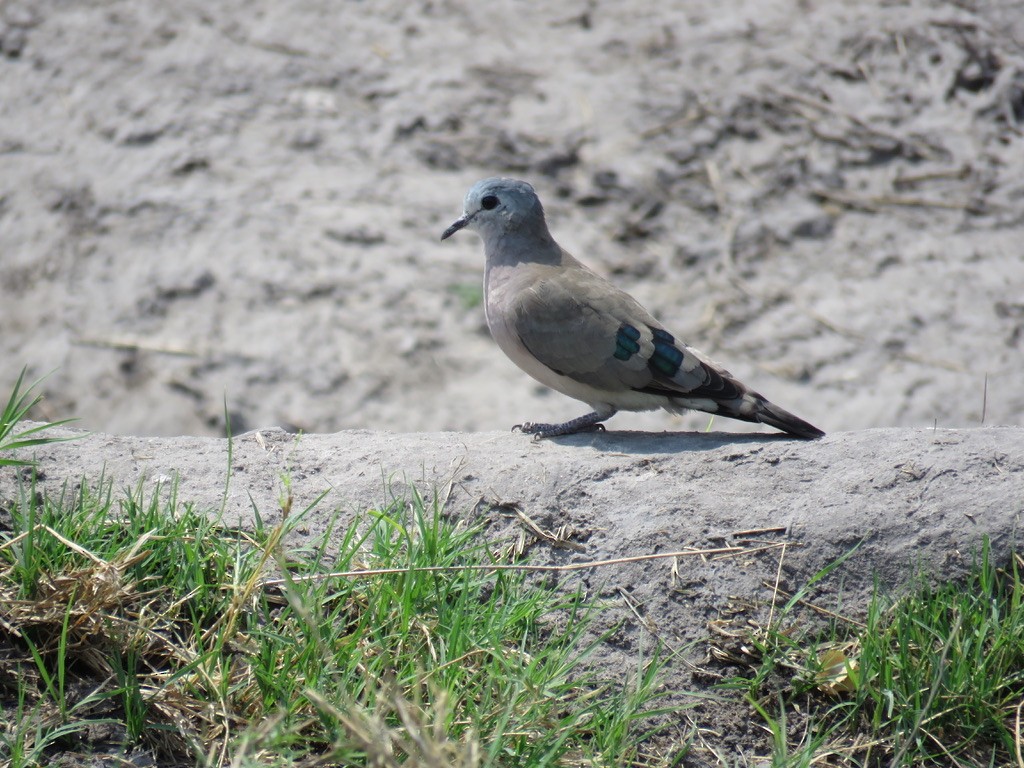 Emerald-spotted Wood-Dove - ML644000504
