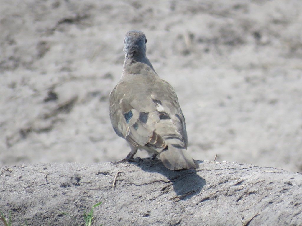 Emerald-spotted Wood-Dove - ML644000505