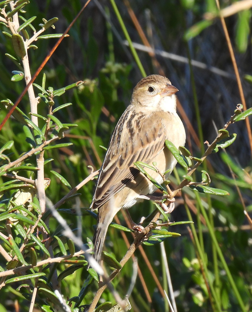 Dickcissel - ML644000512