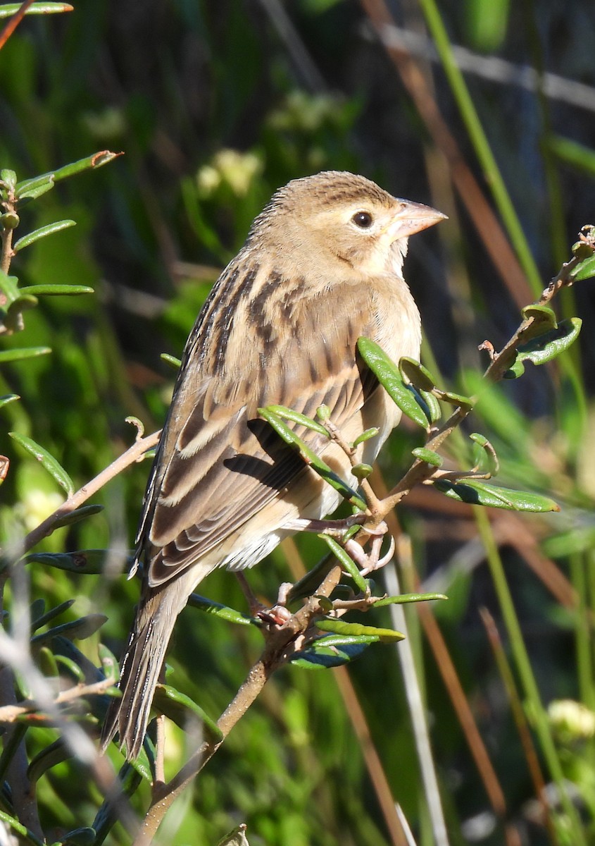 Dickcissel - ML644000521