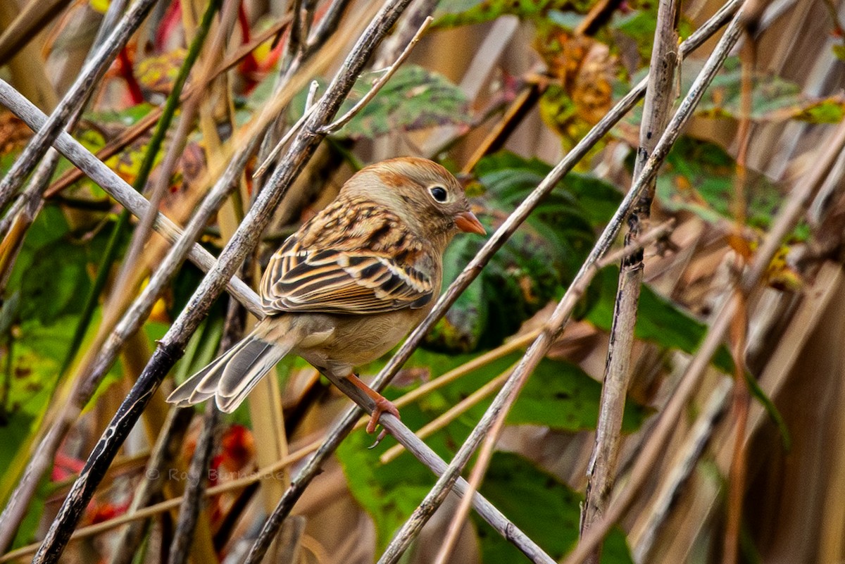 Field Sparrow - ML644000522