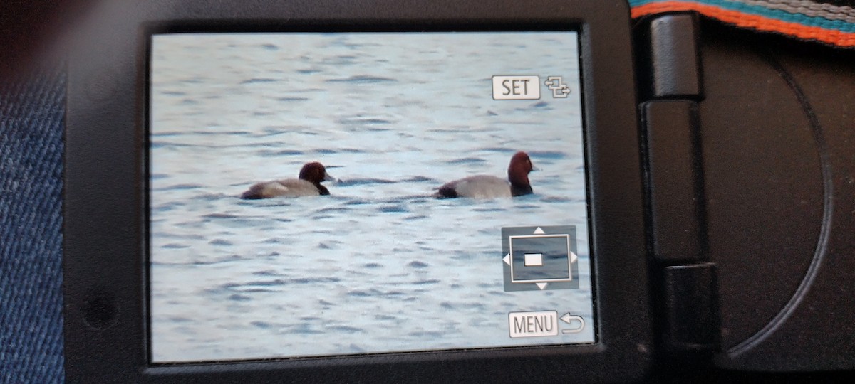 Redhead - ML644000530