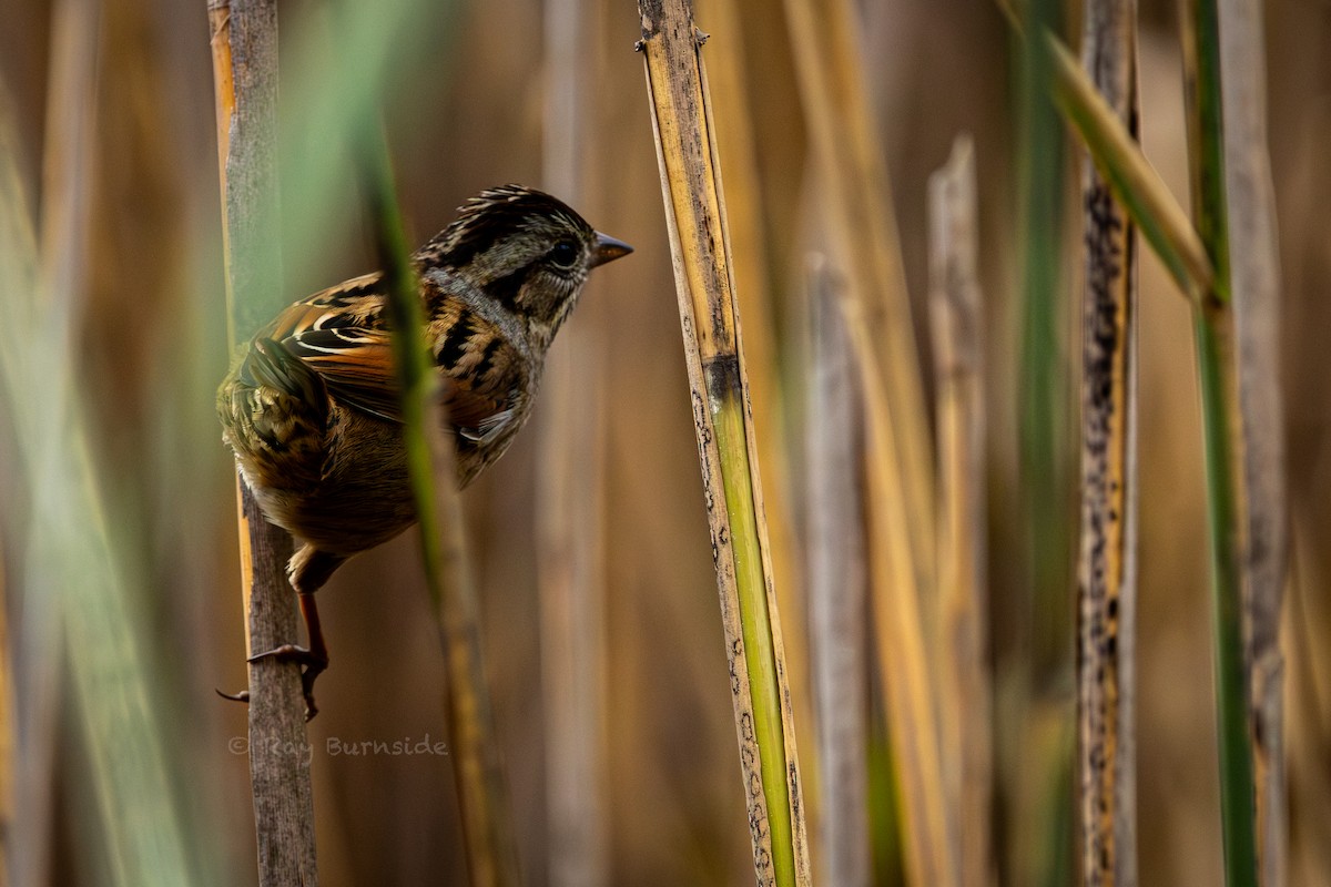 Swamp Sparrow - ML644000531