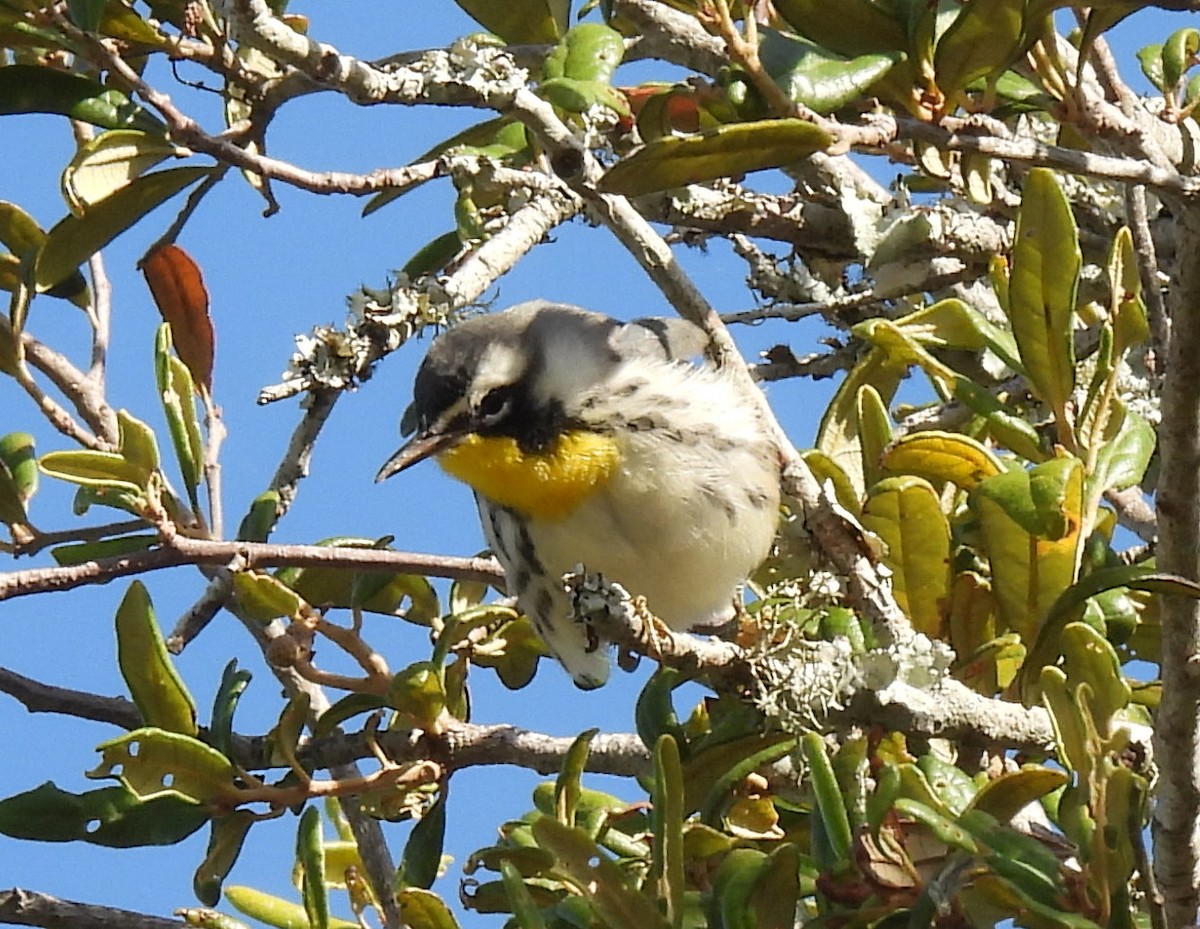 Yellow-throated Warbler - ML644000544