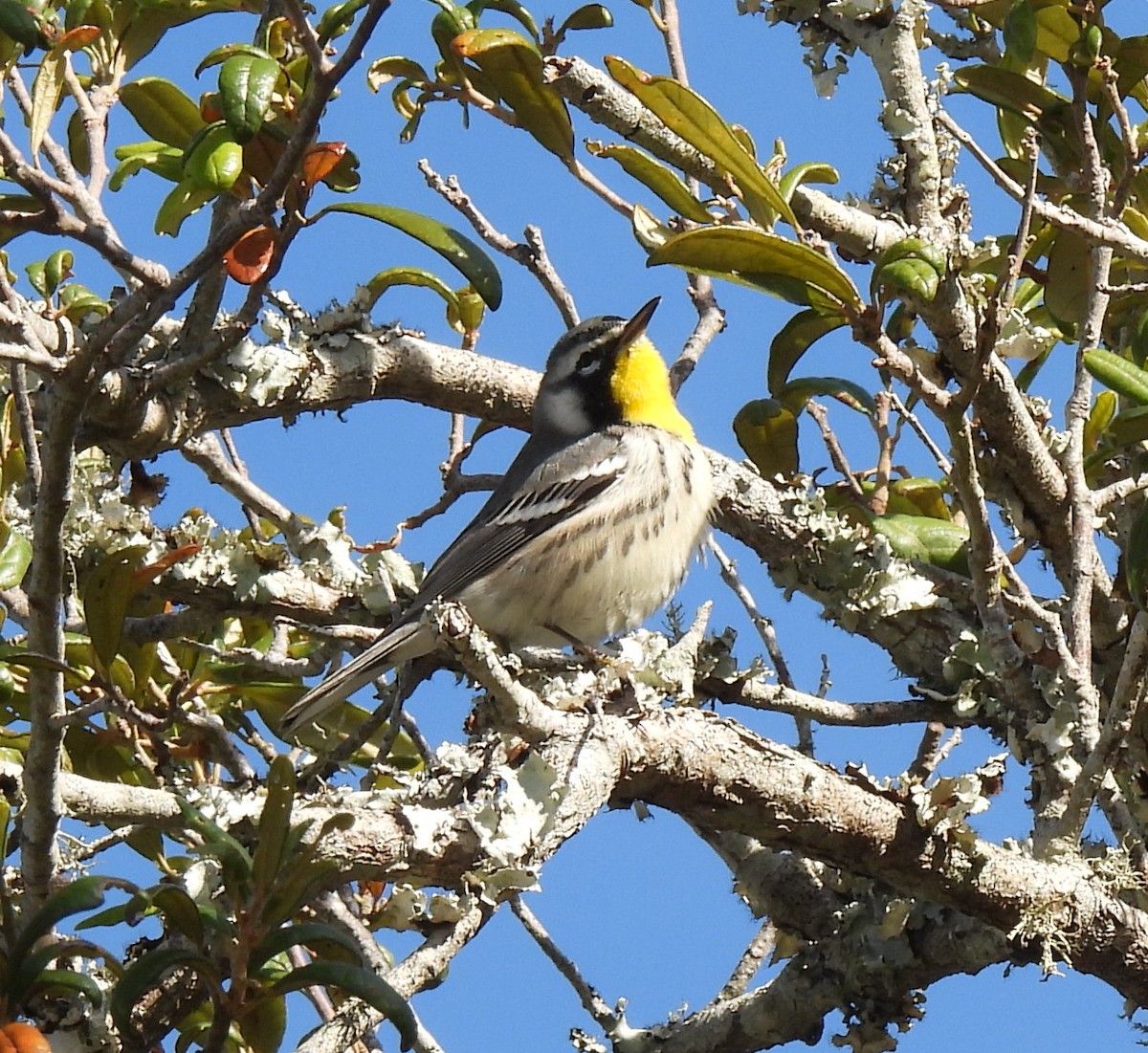 Yellow-throated Warbler - ML644000546