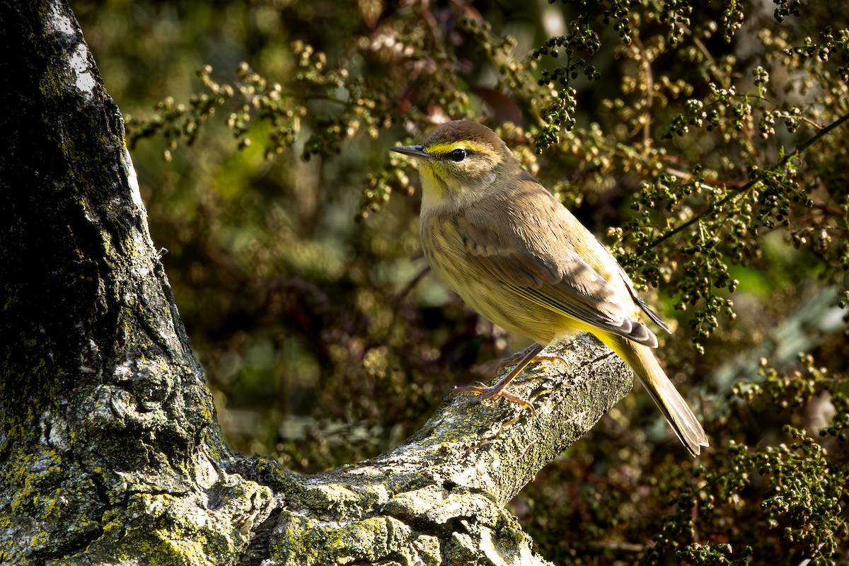 Palm Warbler - ML644000548
