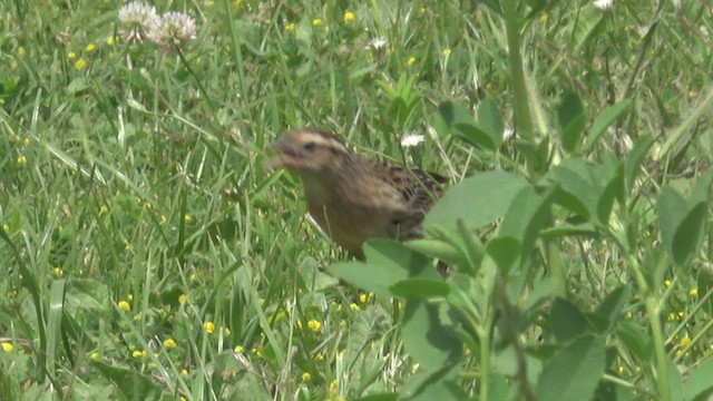Sturnelle à sourcils blancs - ML644000558