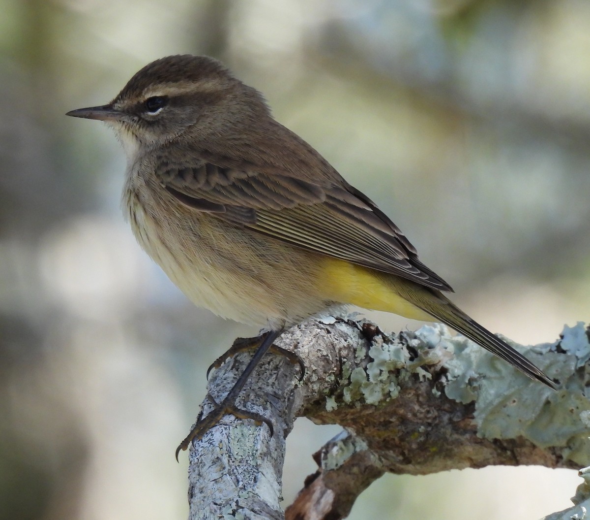Palm Warbler - ML644000560