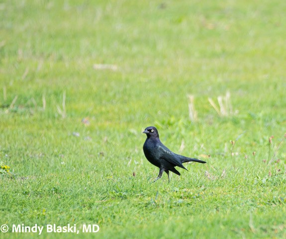 Brewer's Blackbird - ML644000564
