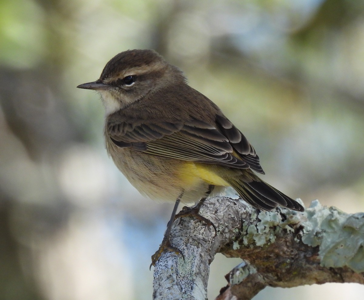 Palm Warbler - ML644000565