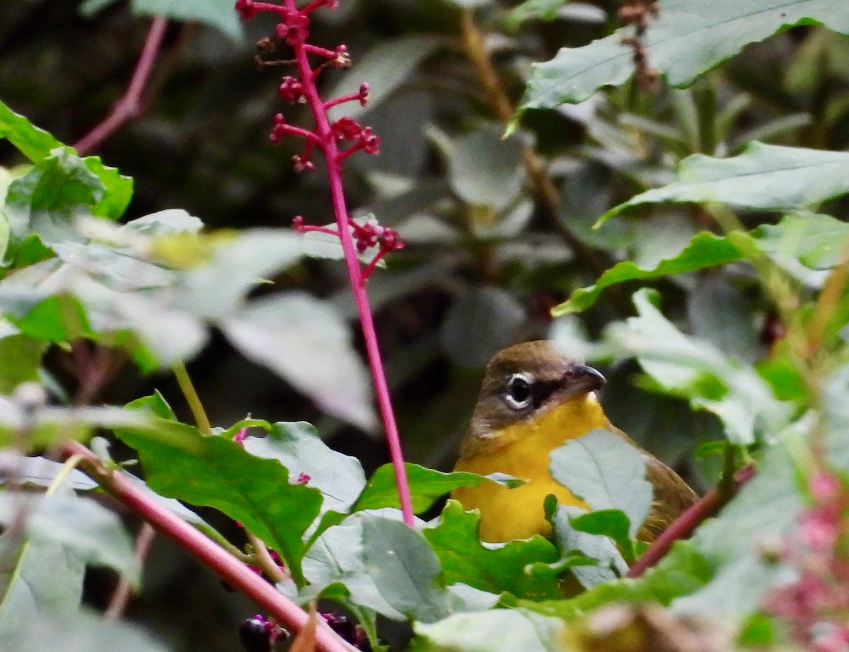 Yellow-breasted Chat - ML644000568