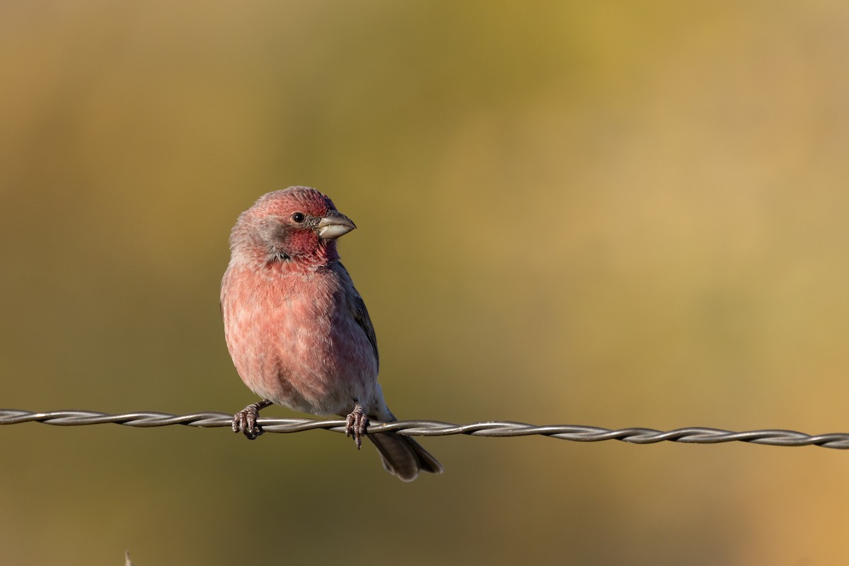 House Finch - ML644000571
