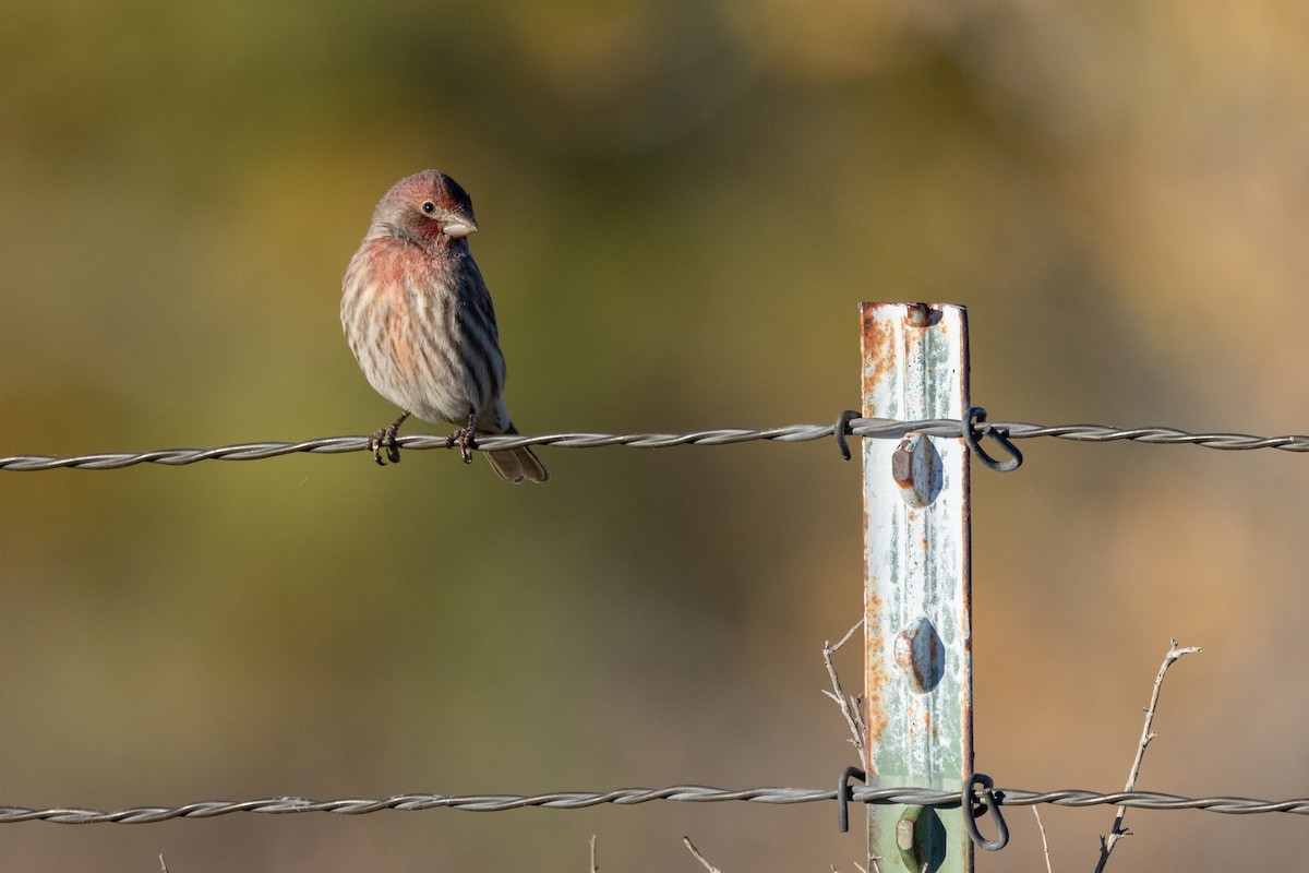 House Finch - ML644000572
