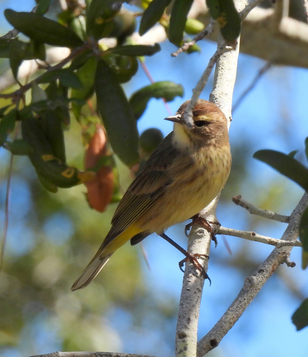 Palm Warbler - ML644000598