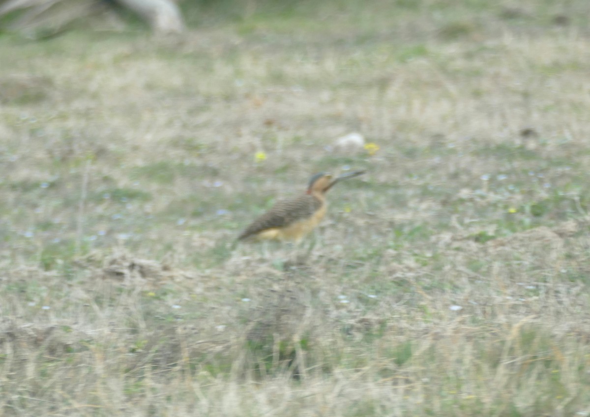 Andean Flicker (Southern) - ML644000599