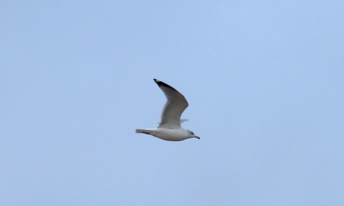 racek kroužkozobý - ML644000602