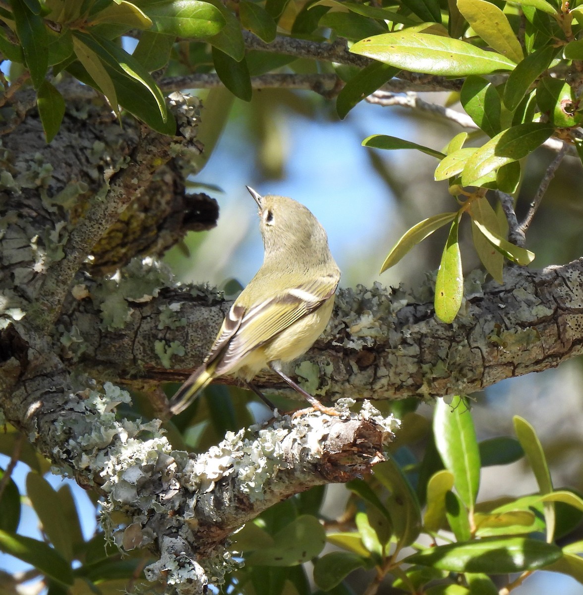 Ruby-crowned Kinglet - ML644000618