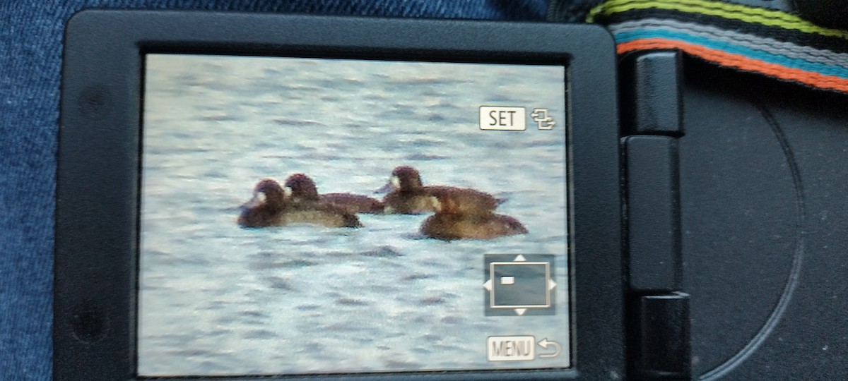 Greater Scaup - ML644000621