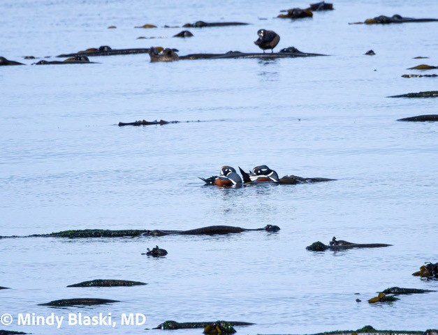 Harlequin Duck - ML644000628