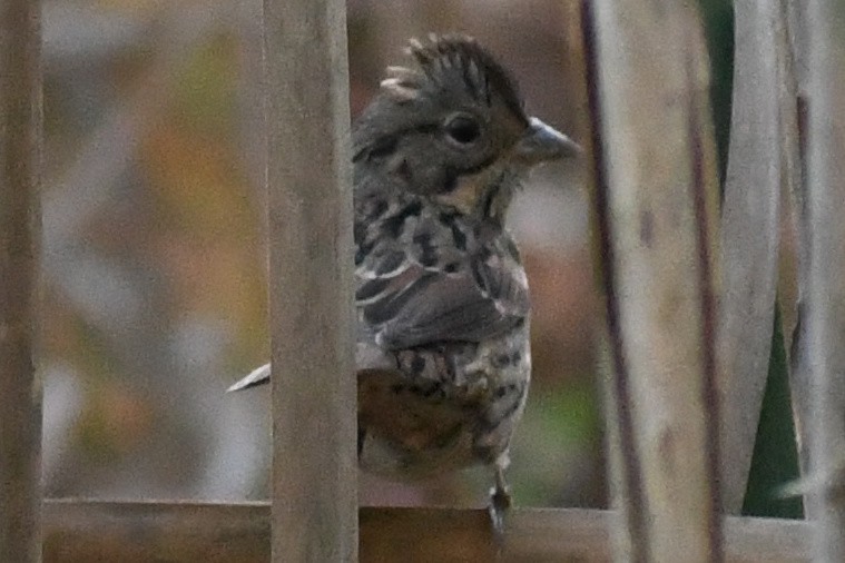 Lincoln's Sparrow - ML644000632