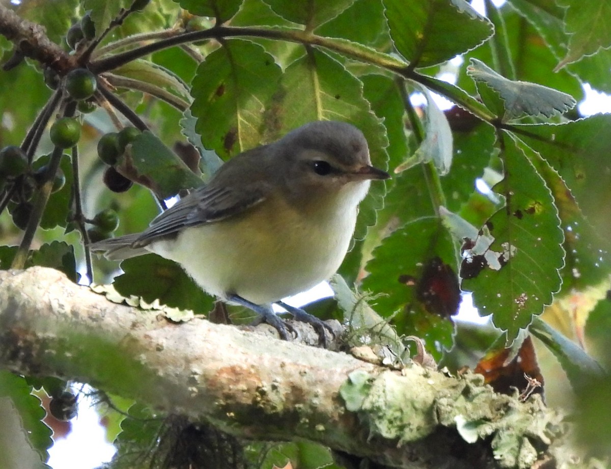 Philadelphia Vireo - ML644000636