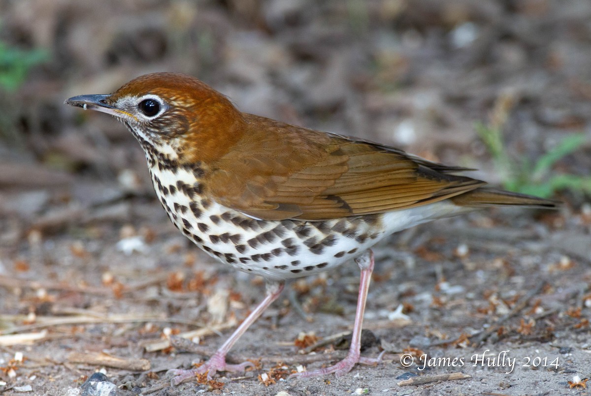 Wood Thrush - ML644000640