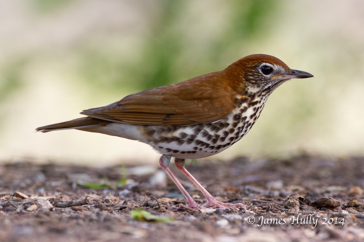 Wood Thrush - ML644000641