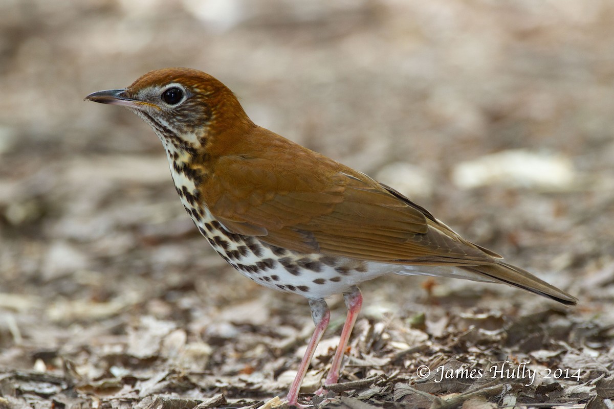 Wood Thrush - ML644000642