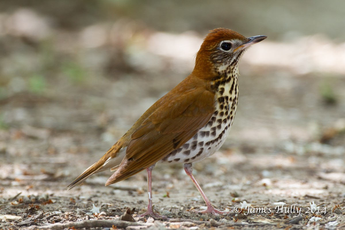 Wood Thrush - ML644000643