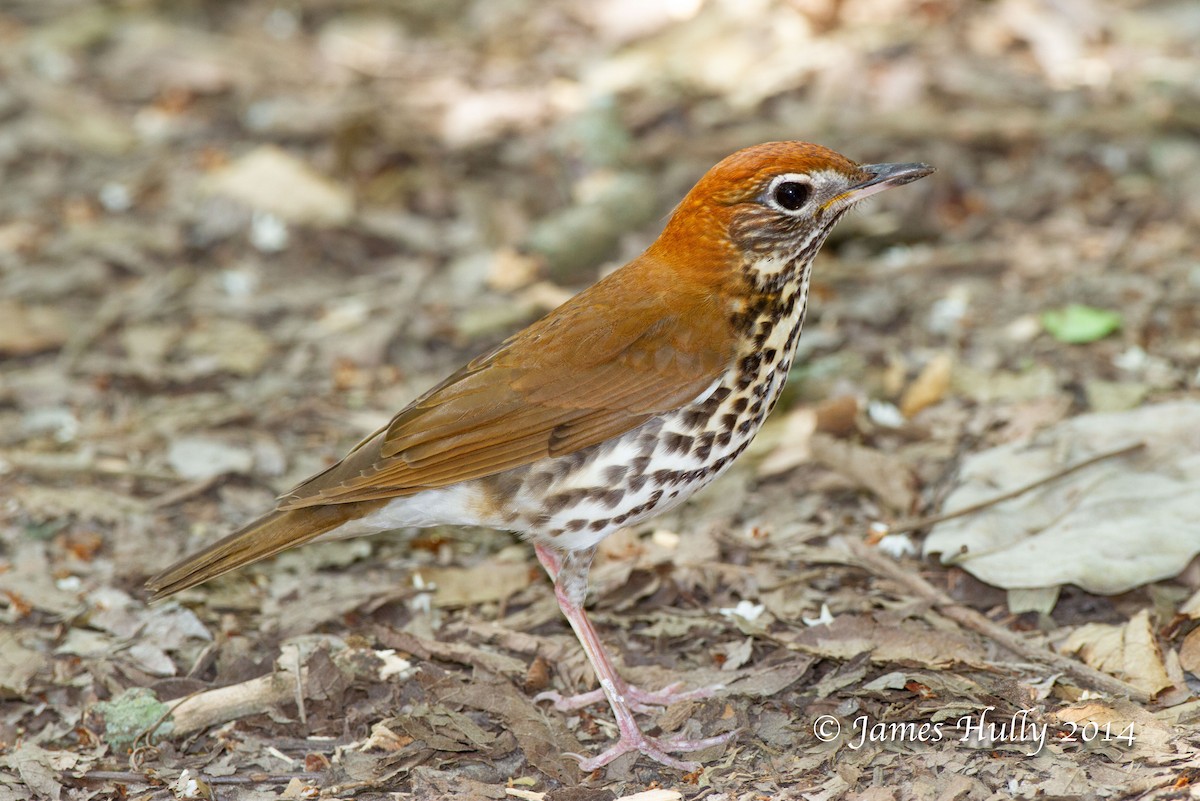 Wood Thrush - ML644000644