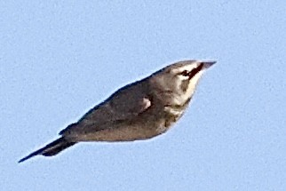 Horned Lark - ML644000645